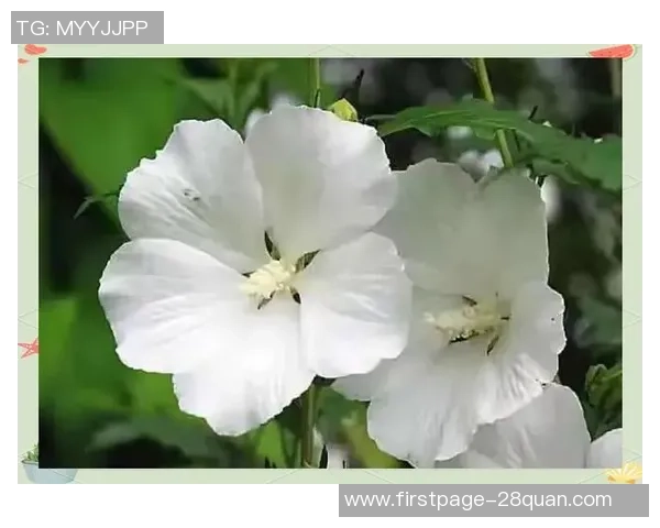 何思雨:在风雨中绽放的坚韧与勇气的故事